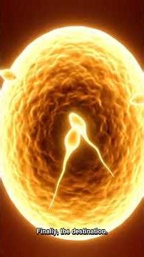 Human Fertilization Process You Were Never Taught in School #Fertilization #Conception #HumanBiology