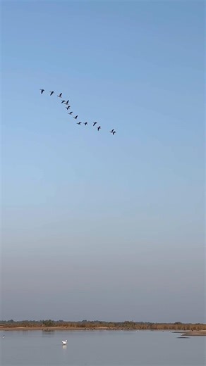 Little Rann of Kutch vlog 😍 #travel #travelvlog #shortsviral #ytshorts #ytshortsindia #kutch