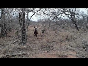 Hyena killed Wild dog