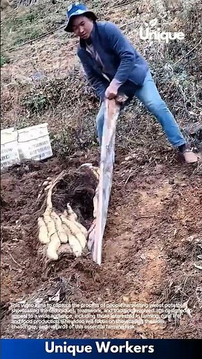 Farming for beginners: a simple guide to sweet potato harvesting