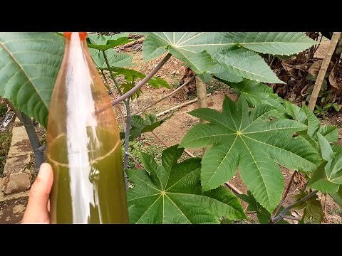 Não perca mais suas plantas para as pragas / Fertilizante e inseticida da folha de mamona.