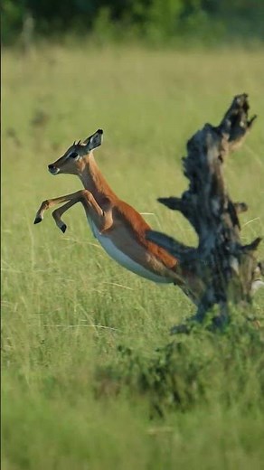 Impala Running and Jumping