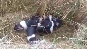 Here's a video of day-old piglets so everybody can take a deep breath and start being nice to each other again. Usually its me who gets people riled up on Facebook (it's Matthew writing). Nice to see Sadie doing her bit. | Fat Pig Farm