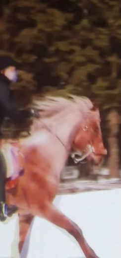 Beautiful woman riding horse in forest