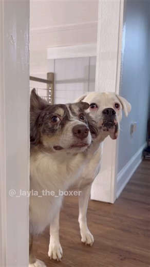 2M views · 122K reactions | Writing a children’s book 邏 We are still hanging out with family here in Kansas and heading back over the weekend, so I hope some throwbacks for the next few days are okay!  We will get back into the groove of things with new videos next week! #funnydogs #dogskit #dogactor #dogacting #australianshepherd #whiteboxer #heeler #funnyvideos #dogsofinstagram #comedy #funnyskit #laylatheboxer #boxerdog #dogskits #skit | Layla the Boxer | Facebook