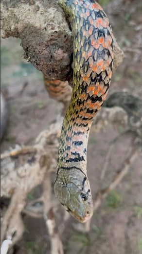 Snake on a log - excellent pattern #snake #National Institute of Biological Resources #reptiles #...