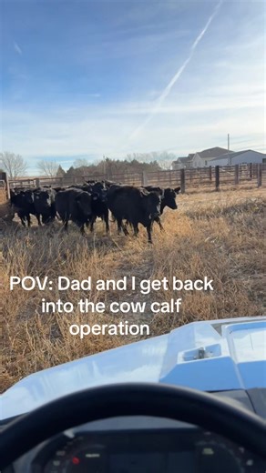 Understanding the Cow Calf Operation
