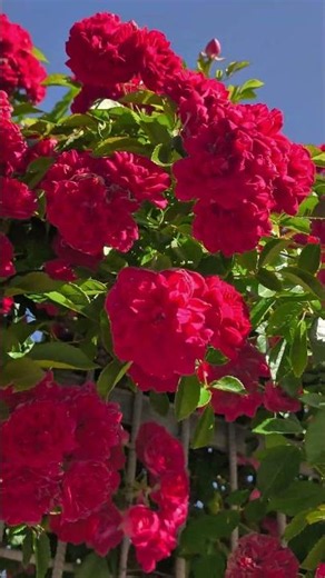 Red Roses With Eternal Love 🌹🌹🌹#roses #flowers #love