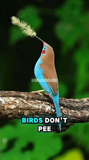 Birds Don’t Pee — Here’s Why