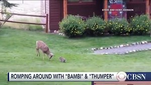 Bambi and Thumper were caught on camera by the Canadian News | Late Night Viral Videos