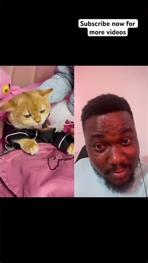 My cat loves to play games late into the night #cat #cats #duet