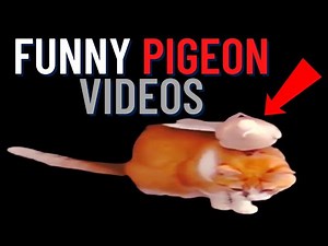 Funny pigeon videos | Guaranteed to laugh pigeon videos (The funniest pigeon videos 2020)