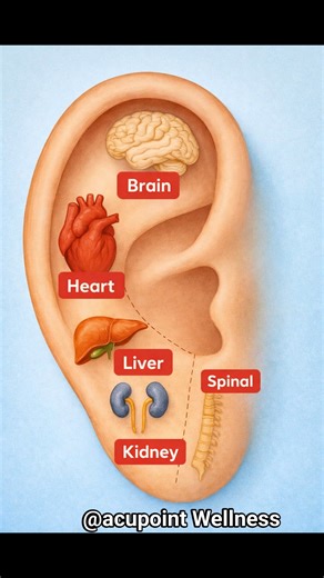 Human Ear Reflexology Illustration Showing Internal Organs Mapping Including Brain, Heart, Liver, Kidneys, and Spinal Connection Diagram #Reflexology #acupressure #HumanAnatomy #MedicalIllustration #HolisticHealth | Acupoint Wellness