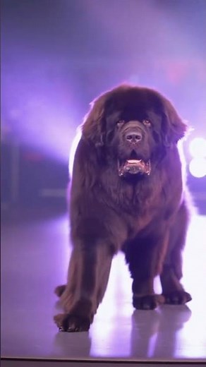Newfoundland Dog