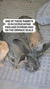 The answer is: All 3 of the rabbits in the video are in chronic pain and showing high pain signals in this clip. Rabbits are incredibly good at hiding their pain and their body language is extremely subtle. The grimace scale is a pain scoring chart designed to help veterinary professionals identify pain. It can be very difficult to learn with rabbits, but with enough experience working with these little prey animals you will start to see just how much they feel pain. Can you see the following be
