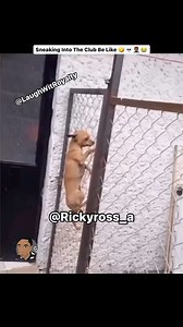 960K views · 18K reactions | Sneaking Into The Club Be Like 藍臘‍♂️ feat. @laughwitroyalty - Funny Animal VoiceOvers | Follow Me On Instagram: @Rickyross_a and @Rickyross_a2 #Rickyross_a #rickyross_a2 #voiceover #voiceovers #animal #animals #dog #dogs #lol #lolreels #funnyreels #comedy #justjokes #funny #meme #viral #explorepage #lightskin #darkskin #dogvoiceover #club #party #theclub | Ricky Jamal McGruder | Facebook