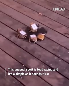 That's one way to be disqualified 😆 🐸 | GOODLAD