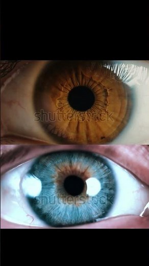 Blue Eyes vs. Brown Eyes: A Close-Up Comparison | Eye Color Explained #shortsfeed #eyes