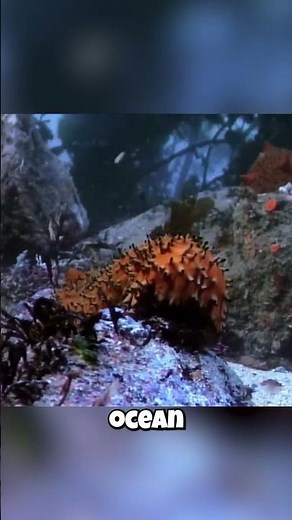Sea Cucumbers Live... EVERYWHERE?! 🌍