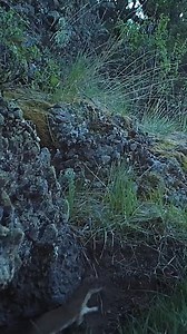 48K views · 1K reactions | Weasels in Disguise. Both the short-tailed...