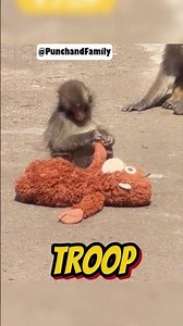 Punch With His Plushie Oran Mama Again! Why? 9 May Ichikawa Zoo🐒🧸#punch #shorts #fyp #viral #animals