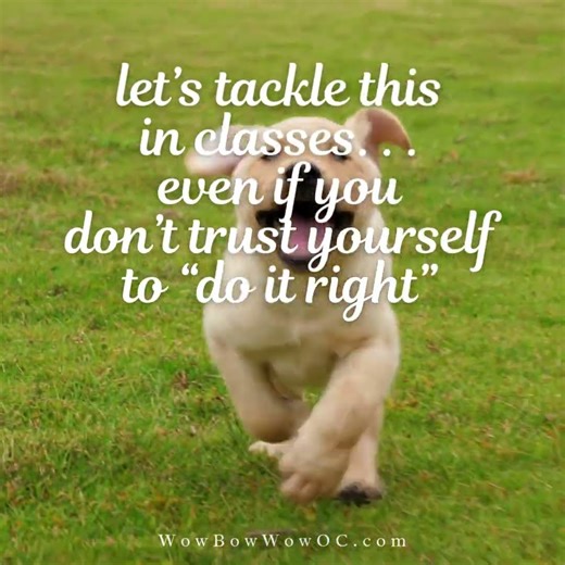 How to Chill your "wild child" pup training 10 minutes a day