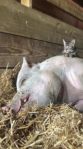 Pig Kitten = Cuteness Overload - Jasper is pooped after a 3-day Barn Bash Celebration 😂 thank you to everyone who came out to visit! | Barn Sanctuary
