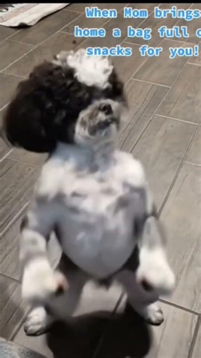 ayyy get it 😂😂 #fypシ゚viral #subscribetomychannel #layla_plazz #shorts