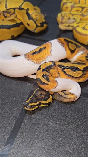 1.6 Ultramel Clown Pied project growing quickly👌 #joinreptiles #ultramelclownpied #pet #shorts