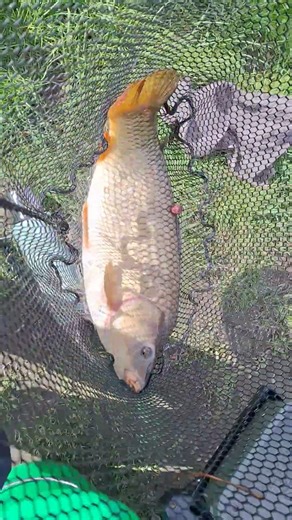 Birkwood fisheries # Common Carp