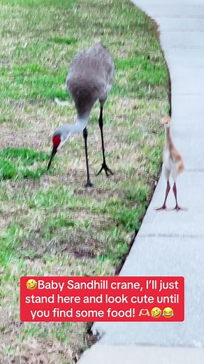Baby Sandhill Crane Watching Parents Find Food