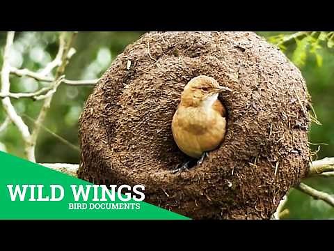 The Bird Nest – 30 Examples of Nature’s Most Mysterious Architecture