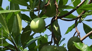 Cerbera odollam (also called pong pong tree, Cerbera manghas, sea mango, bintaro) on the tree. The leaves and the fruits containt poison. People used the sap of the tree as a poison for animal hunting