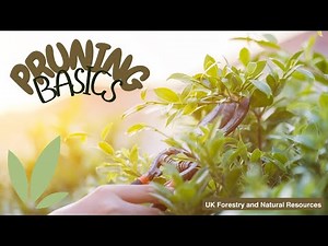 Pruning Basics