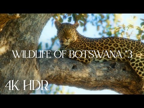 Botswana Wildlife in Motion | 4K HDR Safari from Chobe to Mababe - #3