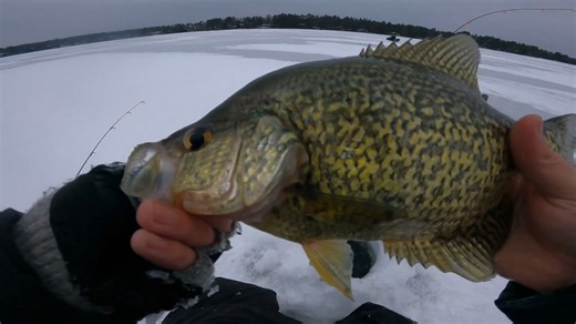 GIANT Northwoods Wisconsin Crappies Bite at Sundown! #Crappie #CrappieFishing #TheCrappieChronicles #IceFishing #Fishing | The Crappie Chronicles