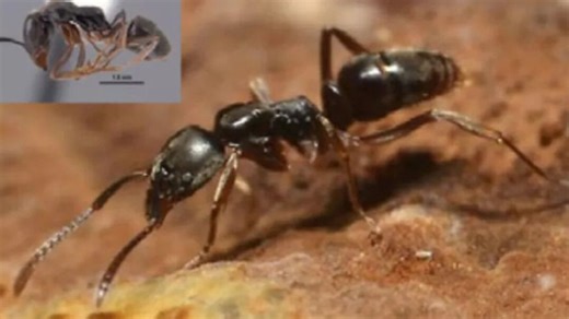 Move over Lantern Fly, the Asian Needle Ant has powerful sting | Haystack News
