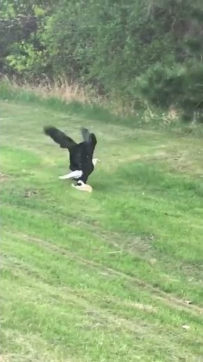 Eagle catches a cat