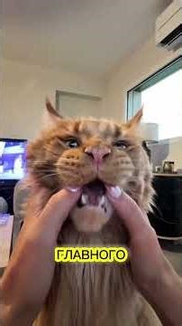 Это не кот… Это мини-лев с Wi-Fi! 🦁🐱