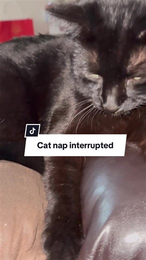 #petlover #catbehavior #petlifestyle #cateyes #sideeye