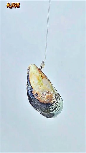 Pro Anglers' Secret: The Strongest Way to Rig Mussels on a Hook! Never #diy #knot #fishing