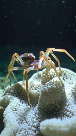 A spider the size of a dinner plate... that lives at the bottom of the ocean? 🕷️🌊