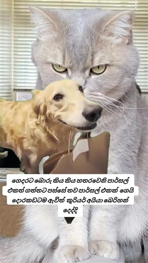 🤭🤭🤭 | Dynamic Duo