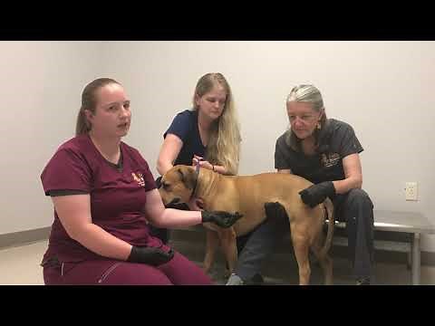 Knee Brace Casting Training Video - For Veterinarians and Rehab Professionals