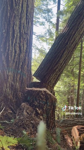 I miss the reds already #timberfalling #logging #treecutting #timberfaller #femalefaller #stihl #chainsaw #foryou #helicopterlogging #lumberjack #redwoods #timber #womenintrades