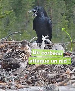 48M views · 10K reactions | () Les corbeaux (Corvus corax) sont...