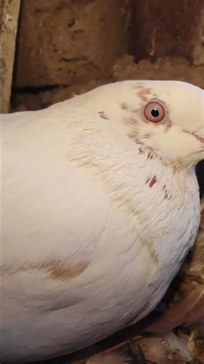 ye nasale kabutar ke baccha or ande ki jane Kari 🥰 || kabutar problem sol #pigeon #1m #kabutar