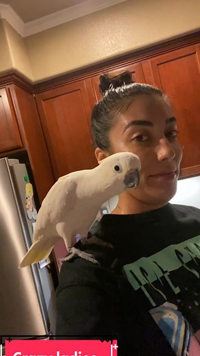 Cockatoo Madness: Captivating Cockatiel Photos and Videos