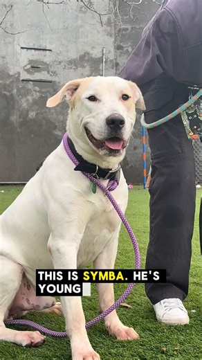 Seattle Animal Shelter on Instagram: "Shelters can be overwhelming — even for good dogs. 💛 Symba and Jiff are both struggling with shelter stress, which can lead to not so great behavior that doesn’t seem to show who they really are. That stress can make it harder for dogs like them to find homes and keeps them here longer. Symba is young, smart, and would thrive with an active family. Jiff has lived in a home, is housetrained, and does best with calm, consistent routines and a household free o