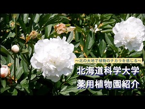 北海道科学大学 薬用植物園紹介動画
